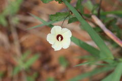 Merremia tridentata subsp. hastata